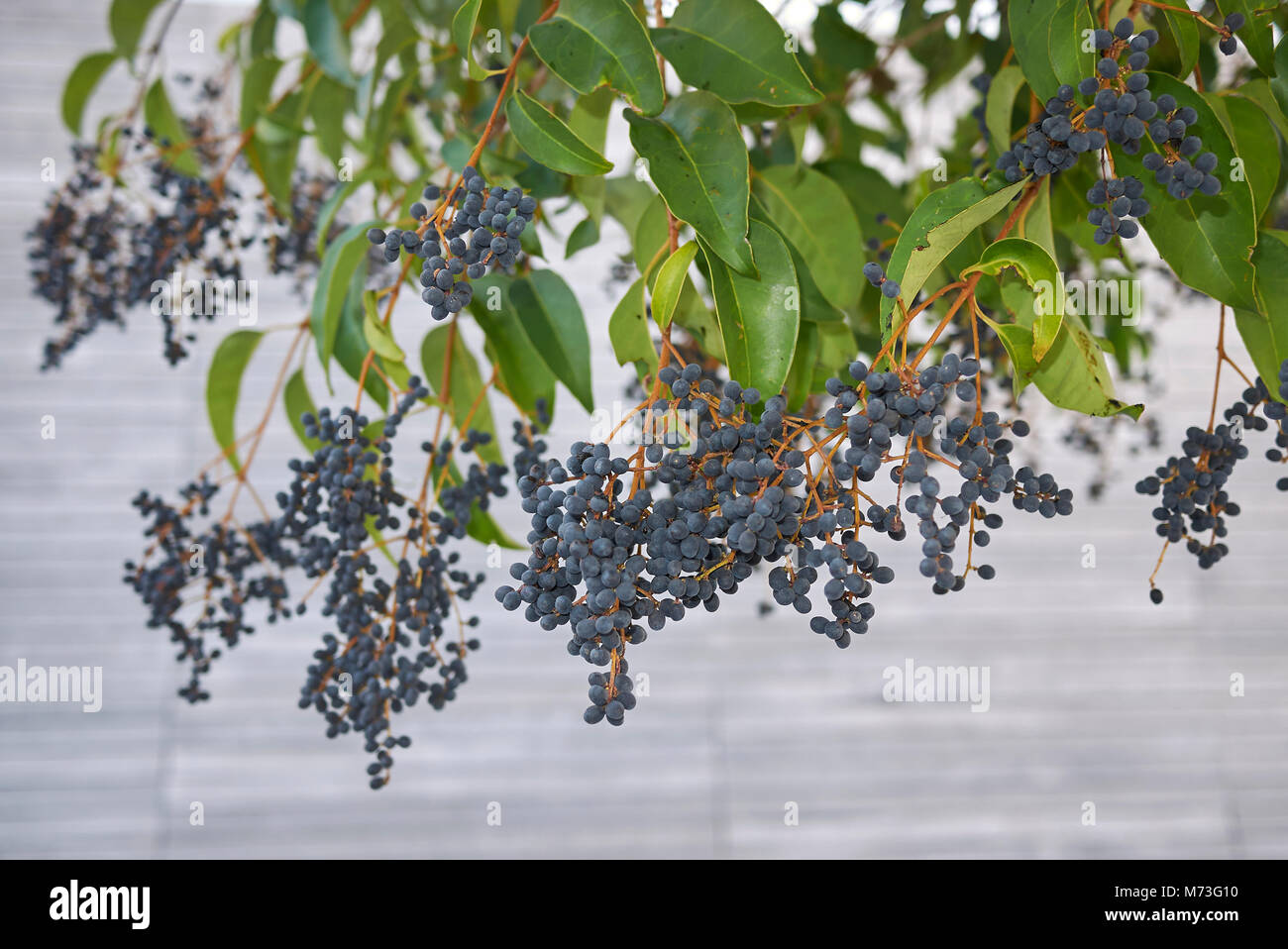 Ligustrum lucidum bacche Foto Stock