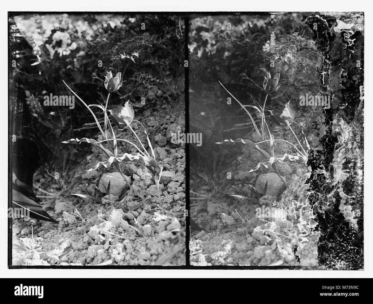 Una vivace esposizione di fiori catturati in un'immagine, che mostra i loro colori naturali e la loro bellezza. Questa fotografia mette in evidenza la diversità floreale e le qualità estetiche dei vari fiori. Foto Stock