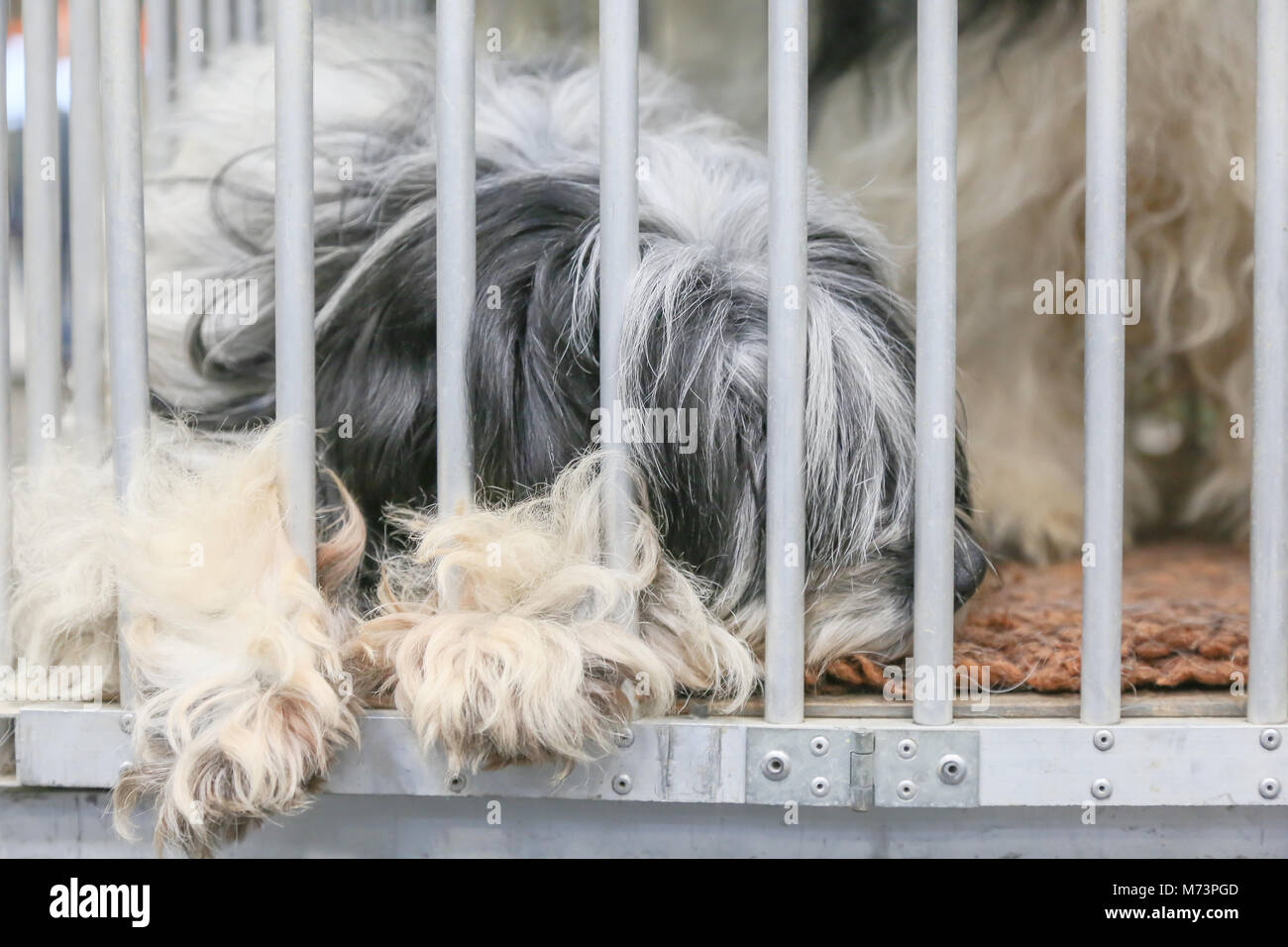 Birmingham, Regno Unito. 8 Mar, 2018. Il primo giorno di Crufts, il più grande e il più famoso dog show in tutto il mondo, un cane prende nap in attesa per l'evento che avrà luogo presso il centro NEC di Birmingham. Credito: Pietro Lopeman/Alamy Live News Foto Stock