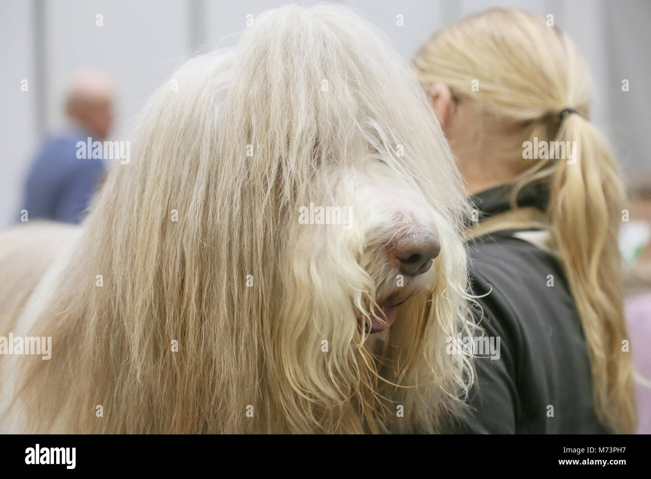 Birmingham, Regno Unito. 8 Mar, 2018. Il primo giorno di Crufts, il più grande e il più famoso dog show in tutto il mondo, un barbuto Collie rilassa pazientemente in attesa del prossimo evento, al NEC di Birmingham. Credito: Pietro Lopeman/Alamy Live News Foto Stock