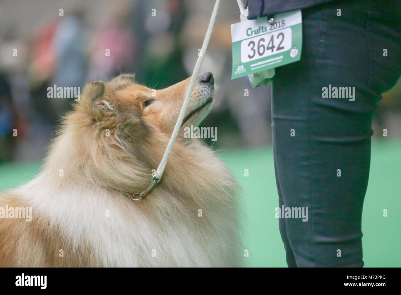 Birmingham, Regno Unito. 8 Mar, 2018. Il primo giorno di Crufts, il più grande e il più famoso dog show in tutto il mondo, un collie siede pazientemente nel corso del giudizio, al NEC di Birmingham. Credito: Pietro Lopeman/Alamy Live News Foto Stock