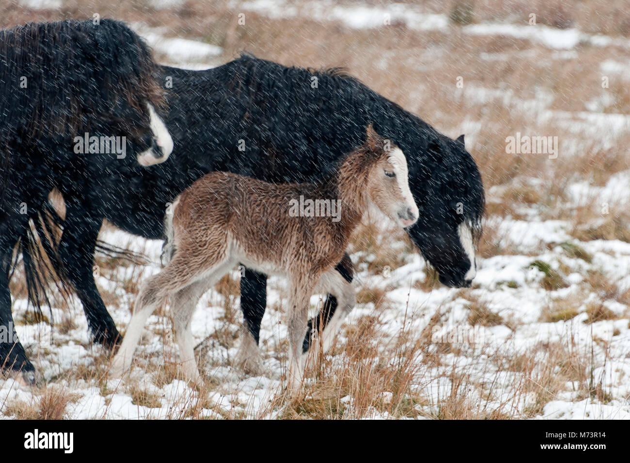 Builth Wells, Powys, Regno Unito. 8 marzo 2018. Una neonata Welsh Mountain Pony puledro ripara dietro la madre dal vento freddo e neve sul Mynydd Epynt gamma. Più neve è sceso ieri sera e questa mattina su terra alta in Powys, metà del Galles, UK. © Graham M. Lawrence/Alamy Live News. Foto Stock