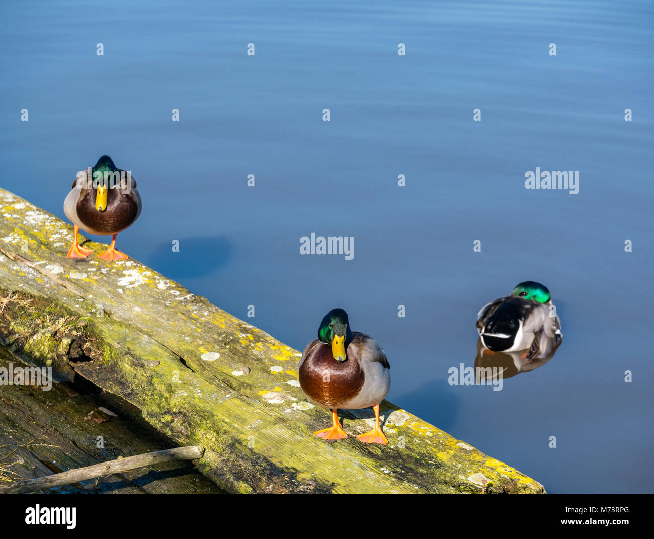 Leith Harbour, Leith, Edimburgo, Scozia, Regno Unito, 8 marzo 2018. Regno Unito Meteo: Sole di primavera con anatra mallard maschile, Anas platyrhynchoose, su un molo di legno marcio Foto Stock