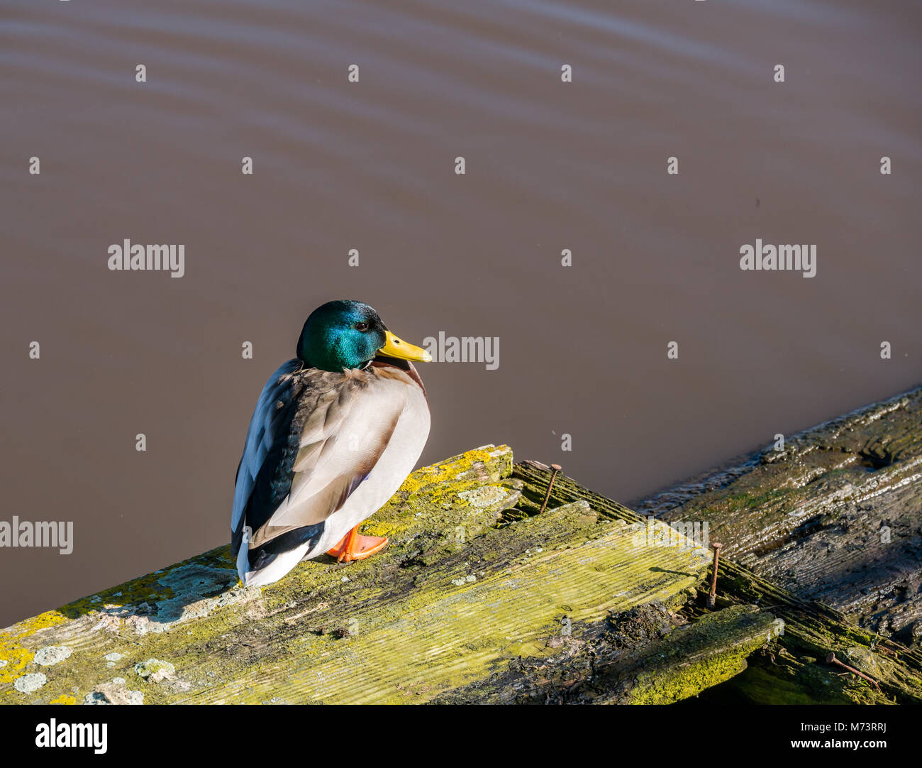 Leith Harbour, Leith, Edimburgo, Scozia, Regno Unito, 8 marzo 2018. Regno Unito tempo: Sole di primavera con un'anatra maschile di mallard, Anas platyrhynchos su una riva del fiume Foto Stock