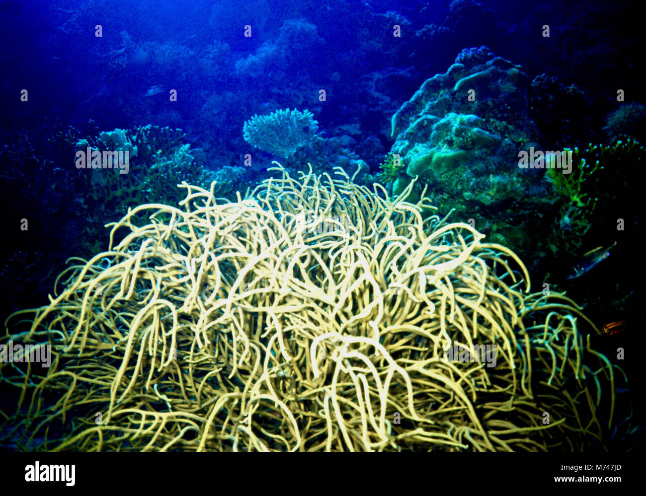 Una gorgonia coral (Rumphella aggregata: 100 cm. di altezza) presentando l'albero-come le caratteristiche di questo genere. Vi è una centrale di "corda", simile al tronco di un albero da cui molti rami che crescono in varie direzioni. Ogni ramo è coperto con uno strato - come la corteccia di albero - su aree in rilievo di cui vi sono molte migliaia di polipi di corallo, alimentando sul passaggio di micro-plancton. Come con la maggior parte dei coralli, alghe marine chiamato zooxanthellae crescere symbiotically nei tessuti dei polipi, fornendo gli zuccheri per loro per mezzo della fotosintesi, in cambio di un posto sicuro in cui vivere. Vicino a Hurghada, Egitto. Foto Stock