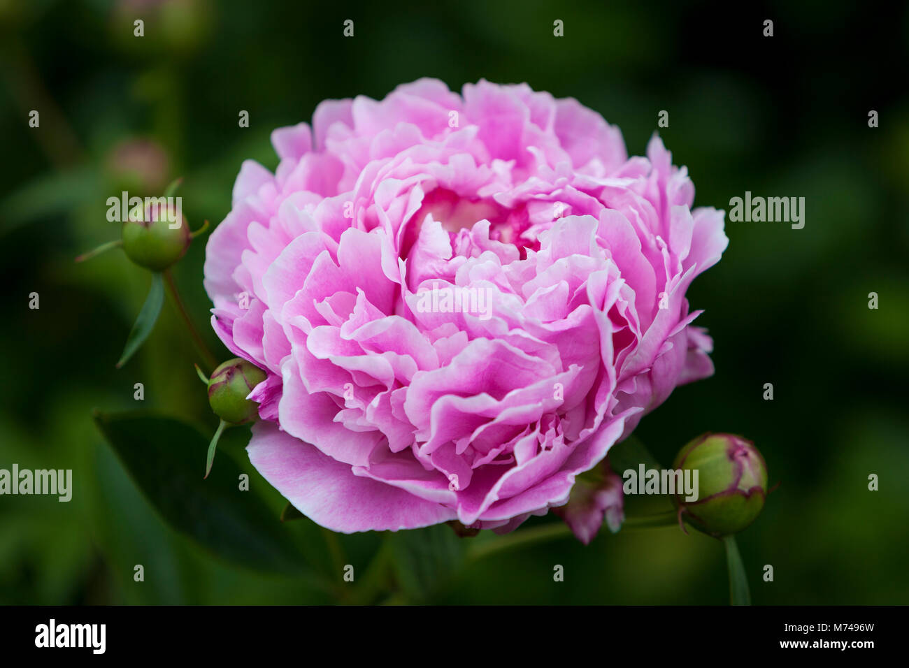 Rosa peonia fiore - genere Paeonia, il solo genere nella famiglia Paeoniaceae Foto Stock