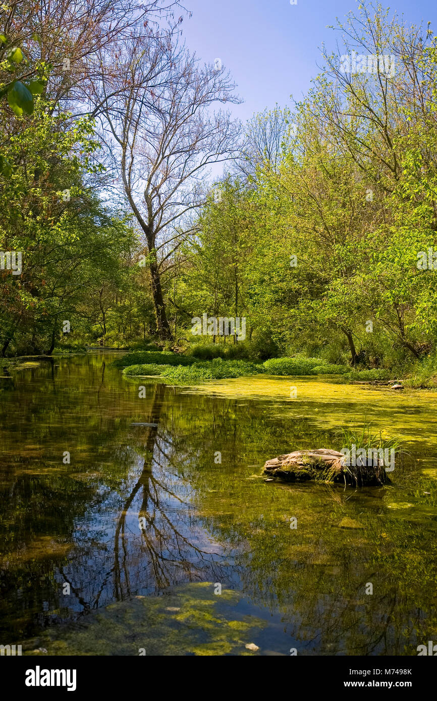 Inizio della primavera lungo il torrente vicino a Nashville Tennessee, USA Foto Stock