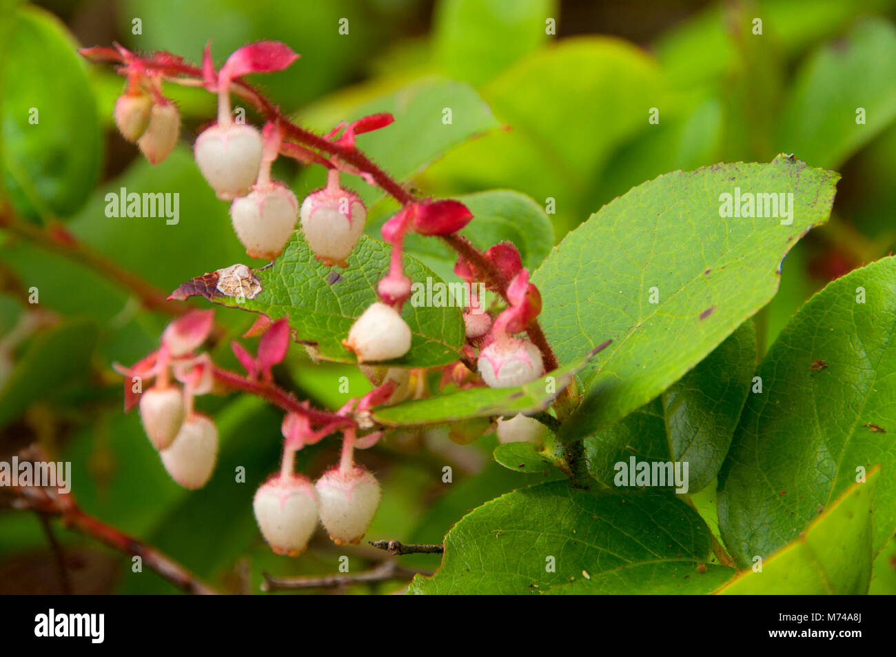 Salal, Sasquatch Provincial Park, British Columbia, Canada Foto Stock