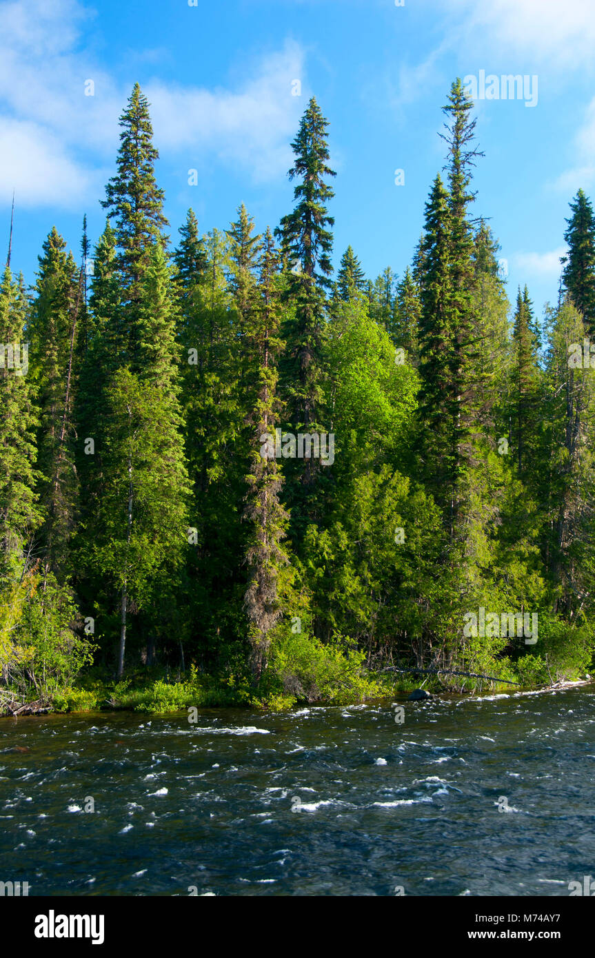 Murtle River, Grey Parco Provinciale, British Columbia, Canada Foto Stock
