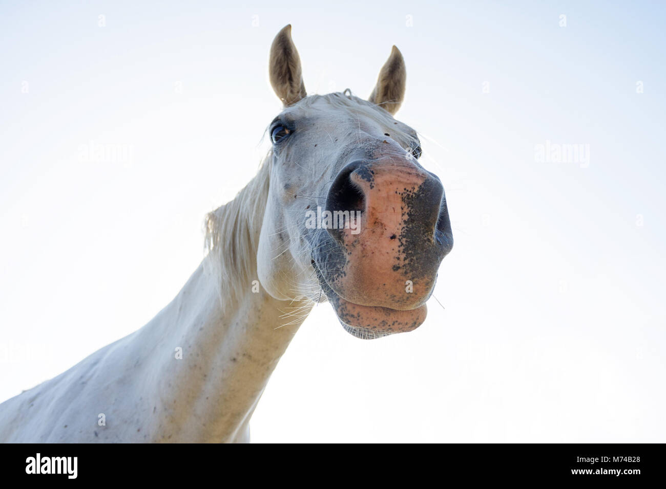 White Horse Head close-up verticale Foto Stock