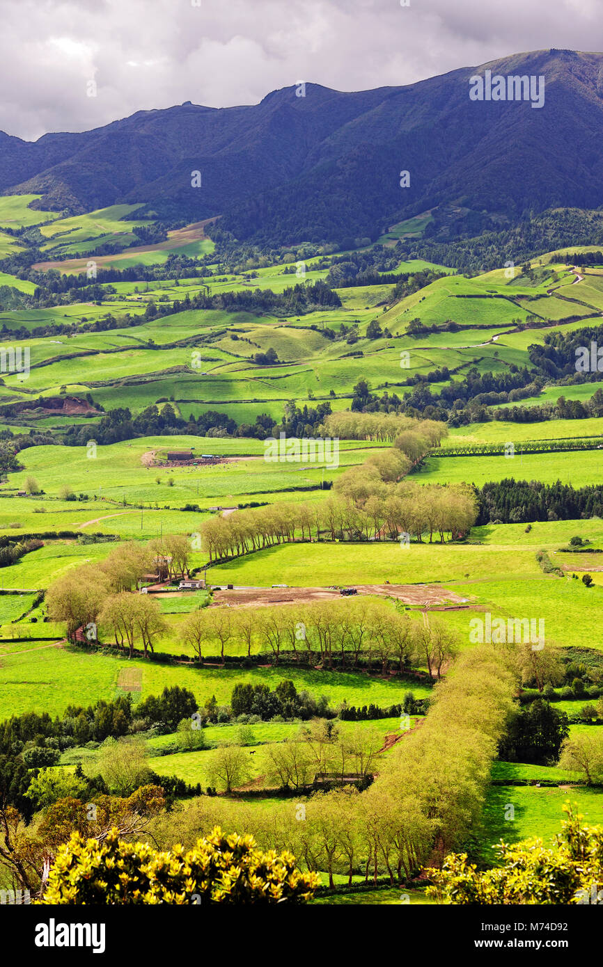 Pascoli in Povoação. São Miguel, isole Azzorre. Portogallo Foto Stock