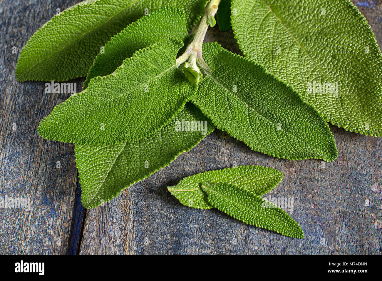 Impianto matico leafs sa per una vasta gamma di proprietà curative in Ecuador Foto Stock