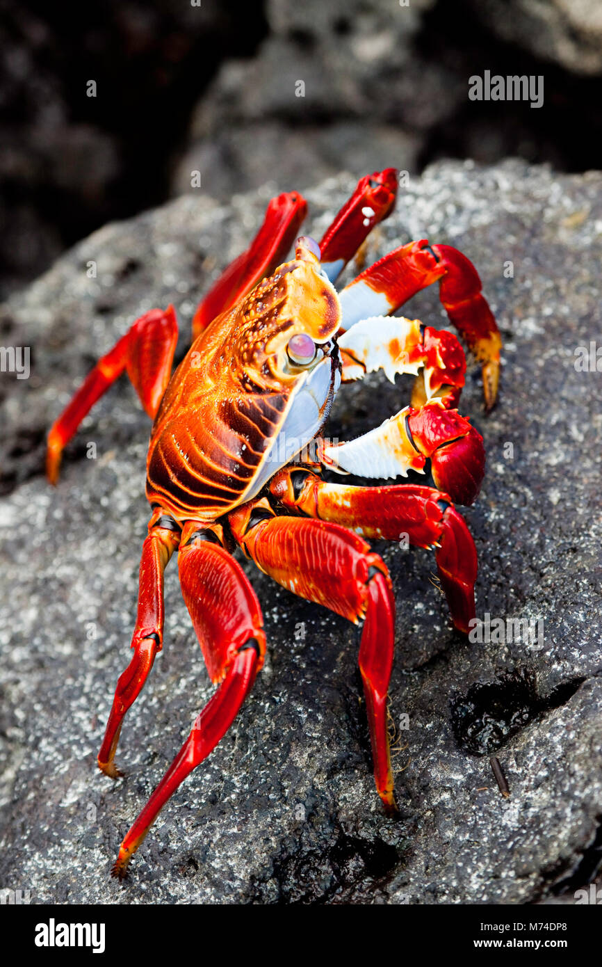 A Sally Lightfoot Crab Graspus graspus, ricerca di alghe per cenare nella zona intercotidale, Isola di Santa Cruz, Galapagos, Equador. Foto Stock