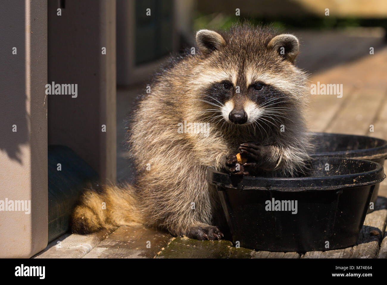 Raccoon sul ponte di mangiare da una serie di vaschette di cibo. Foto Stock