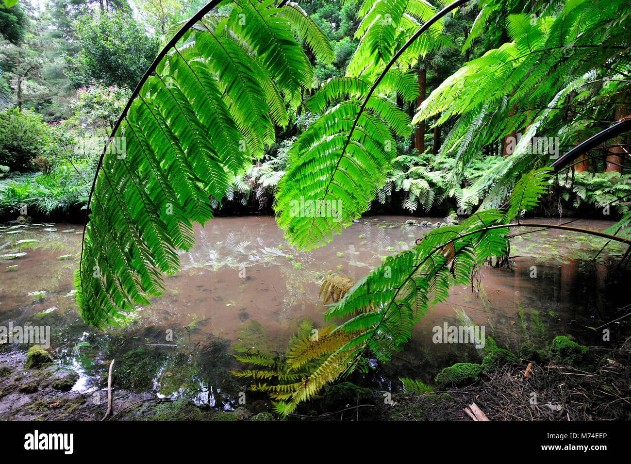 Sete Fontes natura parco con alberi esotici. São Jorge, isole Azzorre, Portogallo Foto Stock