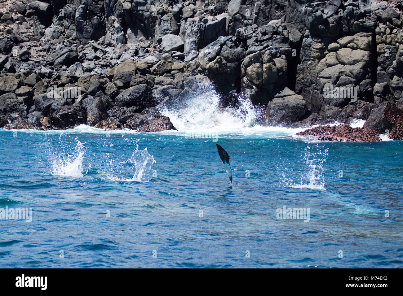 Un blu-footed booby, Sula nebouxi excisa, pieghe è senz'altro ali indietro immersioni subacquee per la cattura di pesci. Gli schizzi su entrambi i lati sono da tre altri sule breaki Foto Stock