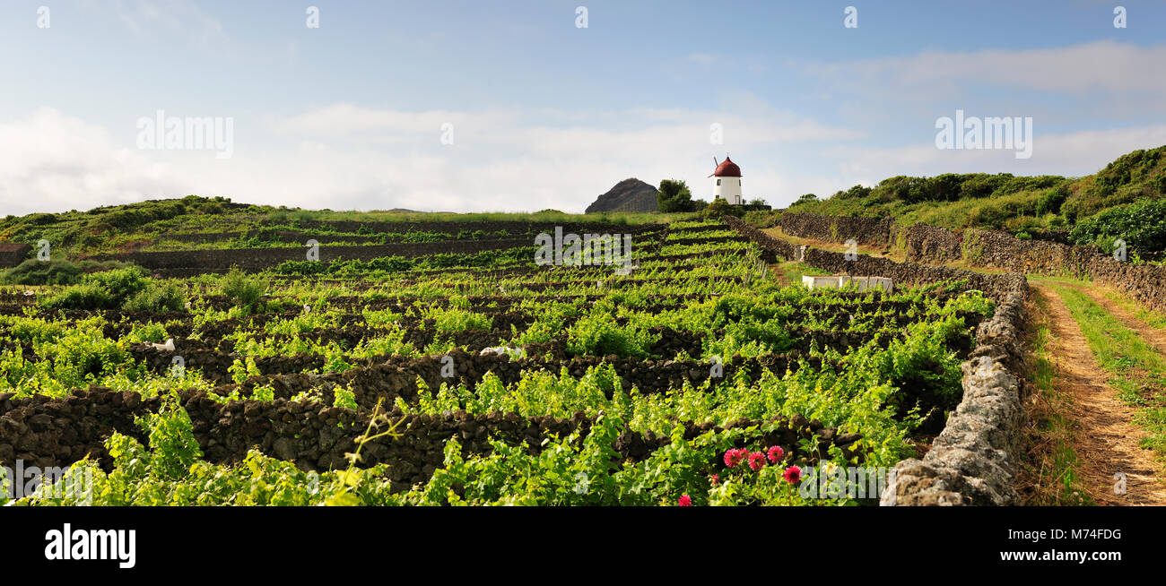 I vigneti di Guadalupe. Graciosa island, Azzorre. Portogallo Foto Stock