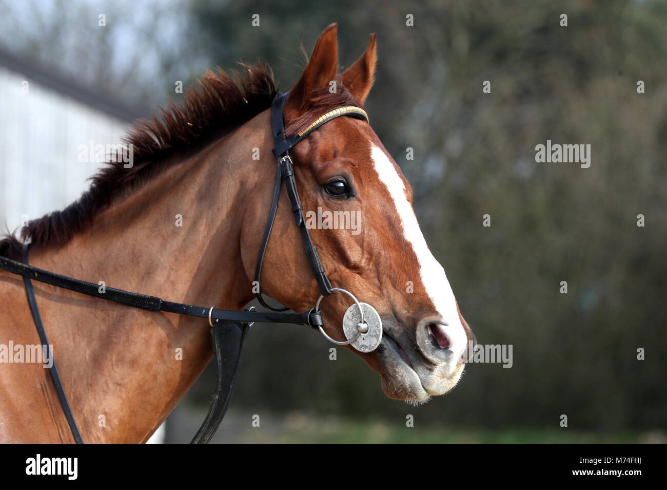 Battaglia di Idee è sbandierato ai media durante la visita di stabile a Colin Tizzard's yard a Milborne Port, Somerset. Stampa foto di associazione. Foto data: mercoledì 21 febbraio, 2018. Foto di credito dovrebbe leggere Simon Cooper/filo PA. Foto Stock