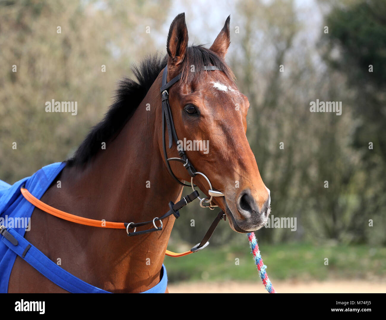 Scheda Cue viene sbandierato ai media durante la visita di stabile a Colin Tizzard's yard a Milborne Port, Somerset. Stampa foto di associazione. Foto data: mercoledì 21 febbraio, 2018. Foto di credito dovrebbe leggere Simon Cooper/filo PA. Foto Stock