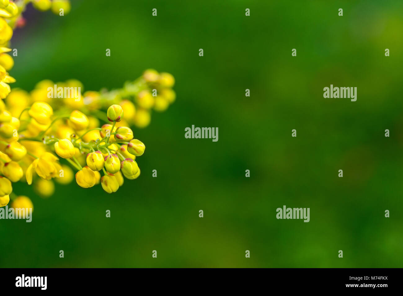 Grappoli di fiori gialli di Oregon uva, Mahonia aquifolium, arbusto sempreverde. Foto Stock