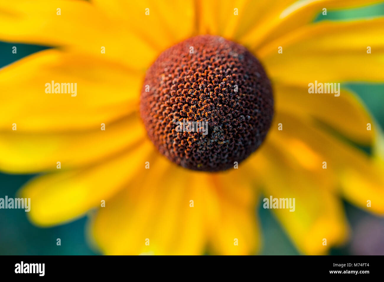 Close up di black-eyed Susan, Rudbeckia hirta, fiore. Foto Stock