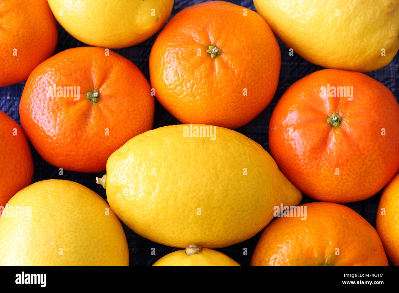 Arance e limoni, Close-up Foto Stock