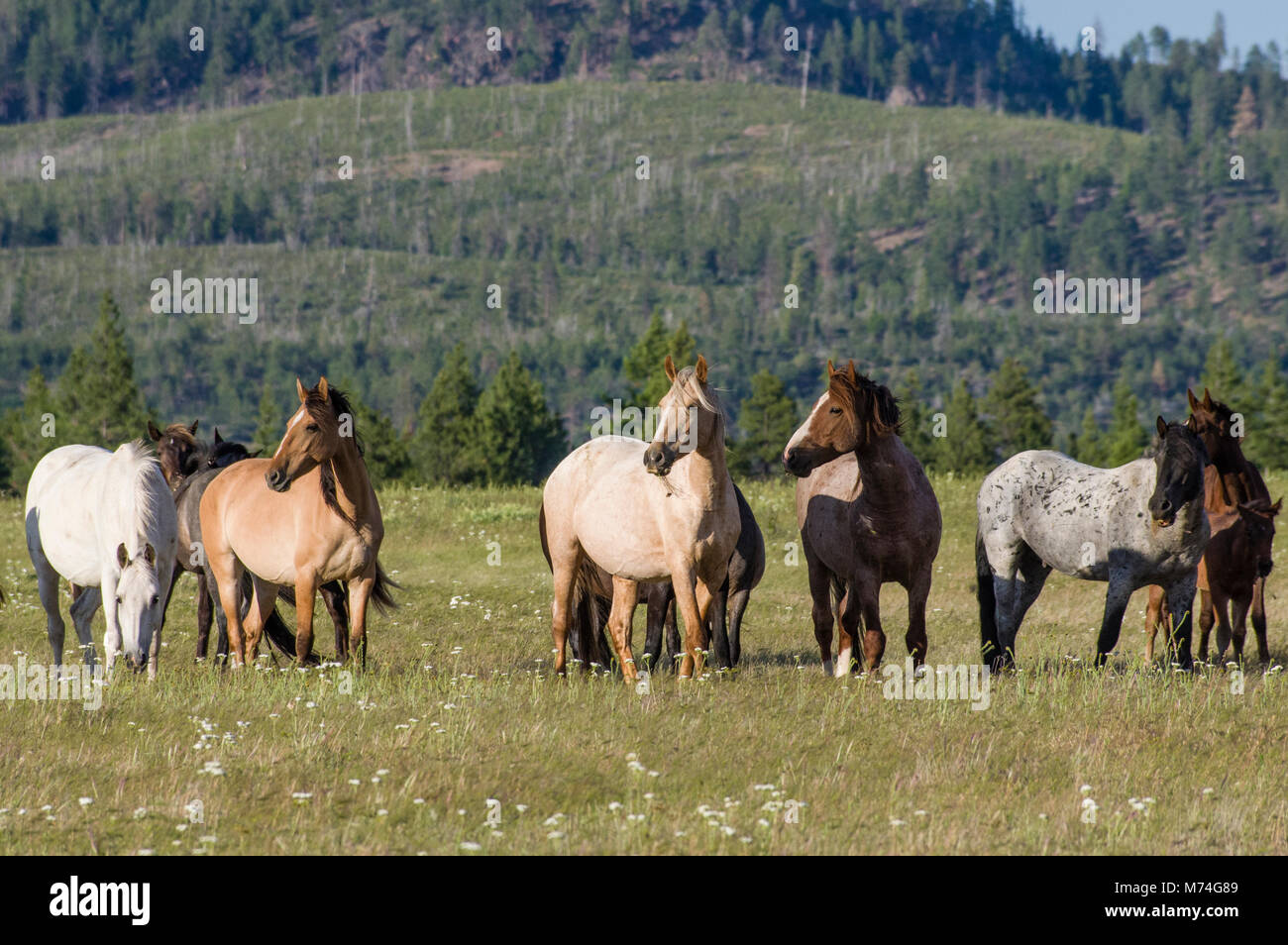 Allevamento di cavalli al pascolo in un prato vicino a Warm Springs, Oregon Foto Stock
