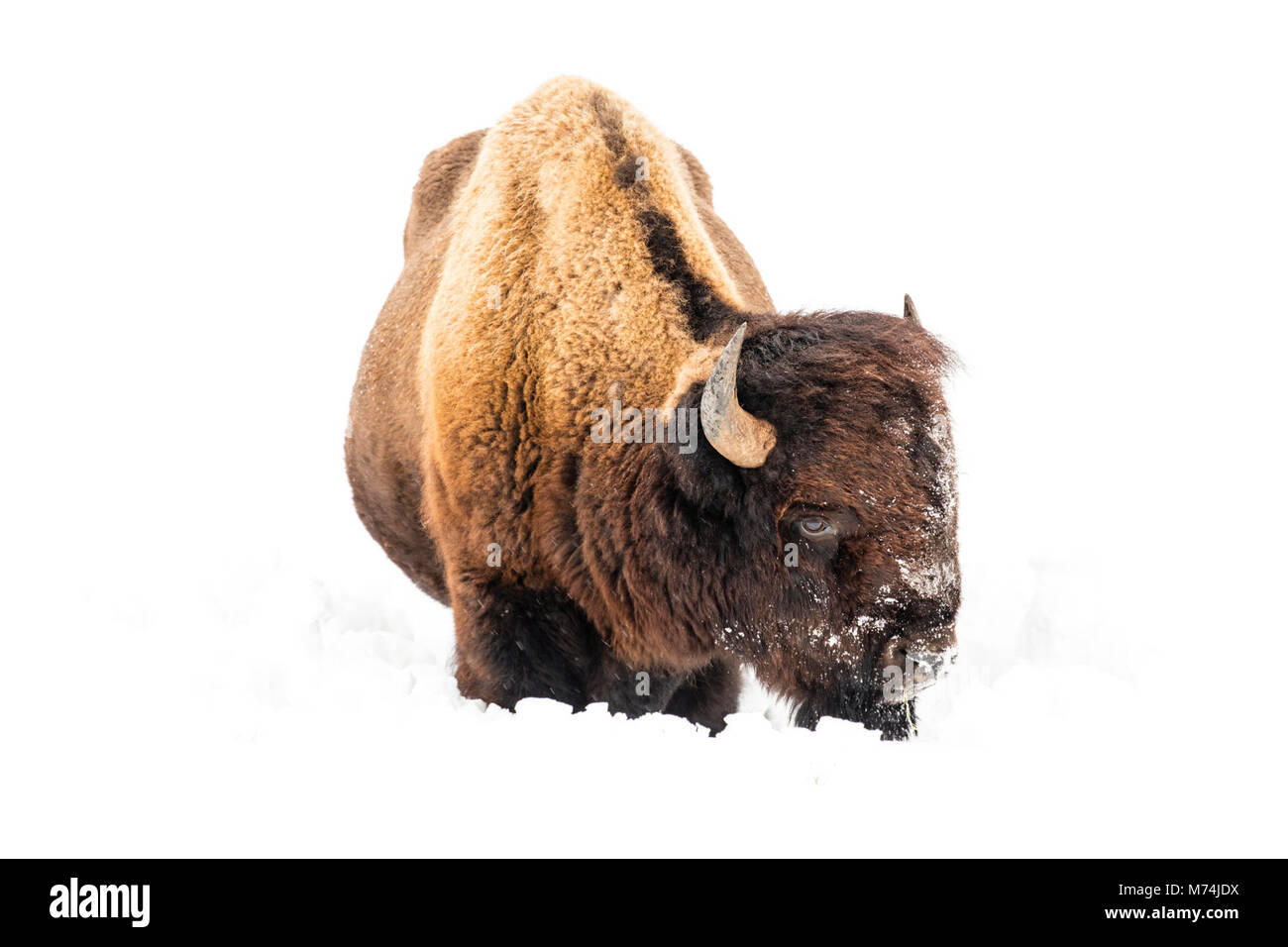 Bison in appoggio sulla neve nella Valle di Lamar. Foto Stock