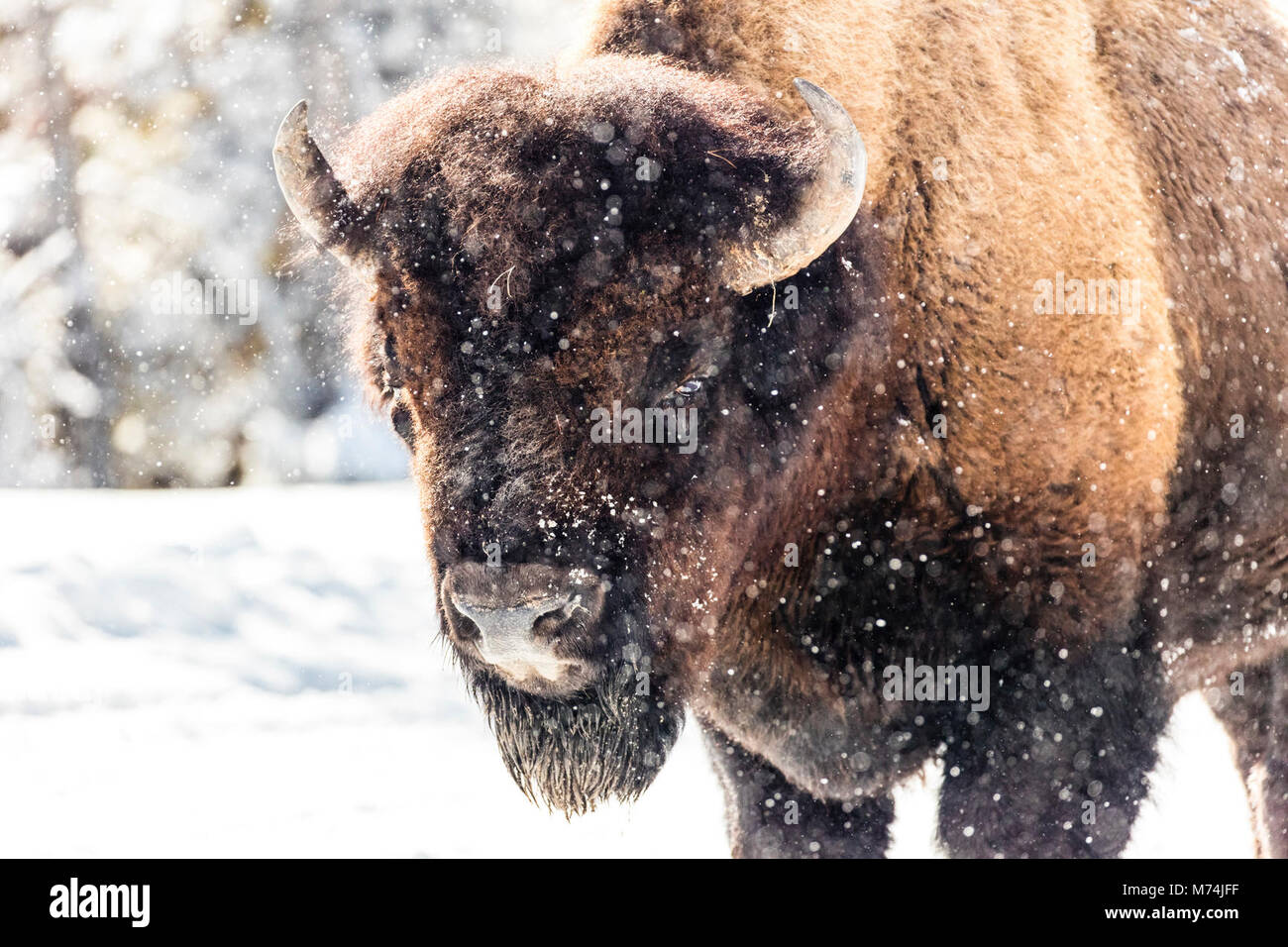 Bison riscaldamento fino al sole. Foto Stock