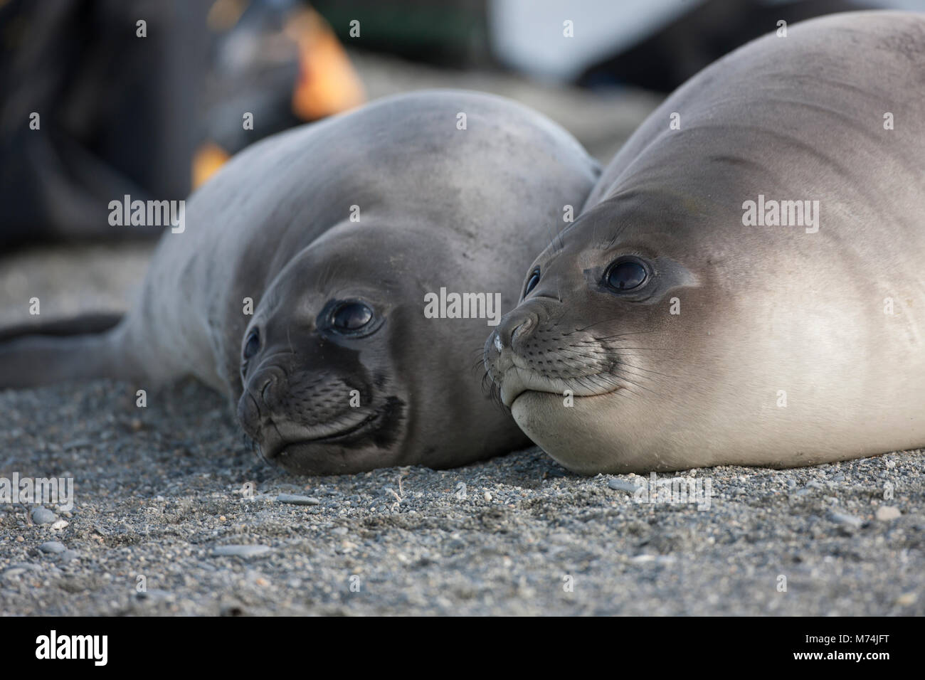 Chiudere fino 2 elefante simpatici cuccioli di foca toccando giacente insieme, Mirounga leonina, grandi occhi neri, sulla spiaggia di sabbia di St Andrews Bay Georgia del Sud sub-antartiche della Foto Stock