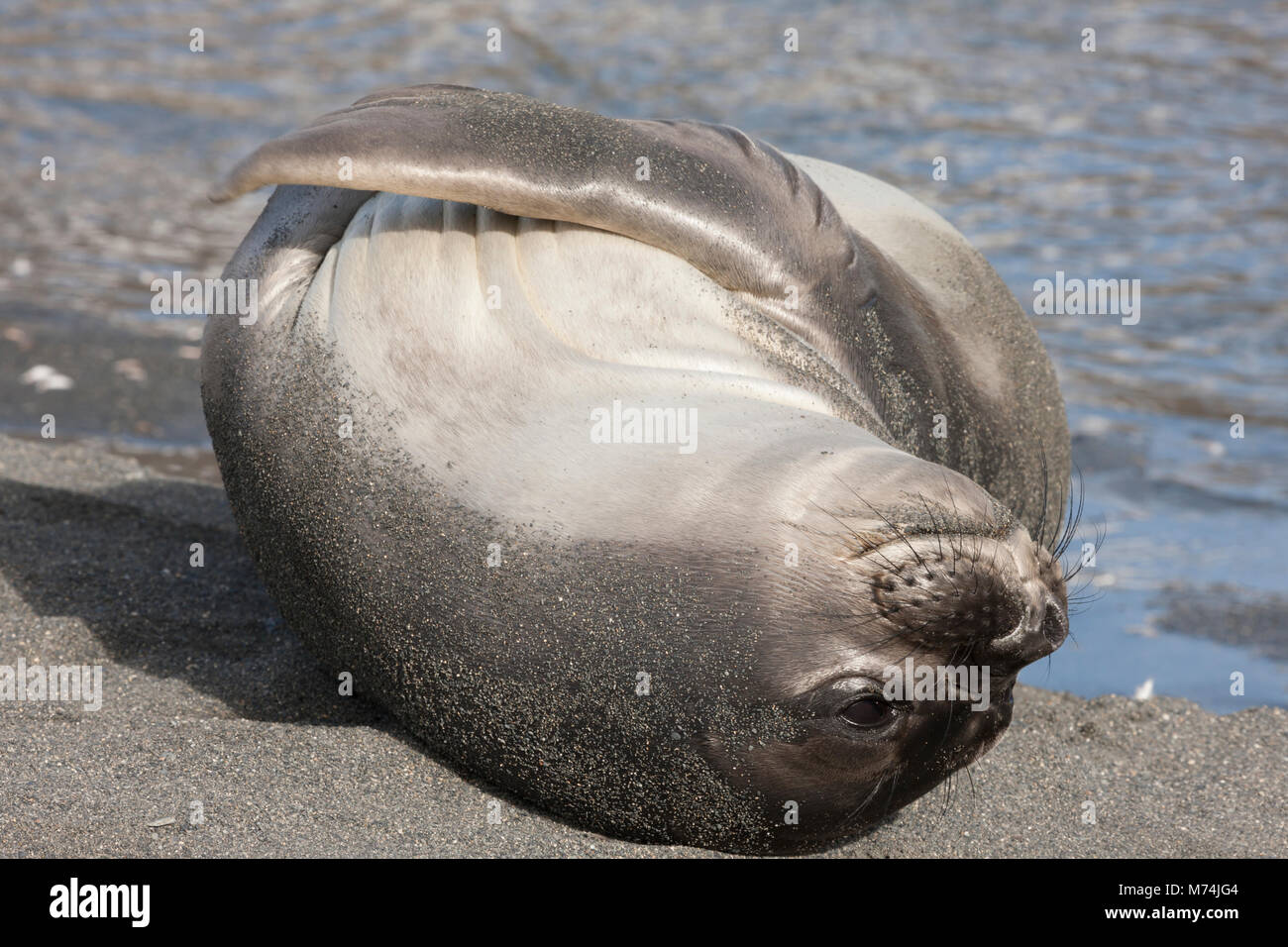 Close up carino femmina guarnizione di elefante Mirounga leonina su torna a waters edge abbracciando pinne al petto nella luce del sole grandi occhi neri sulla spiaggia della Georgia del Sud Foto Stock