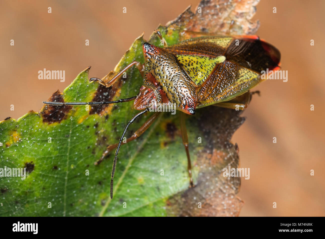 Biancospino Shieldbug (Acanthosoma haemorrhoidale) a riposo sulla foglia. Tipperary, Irlanda Foto Stock