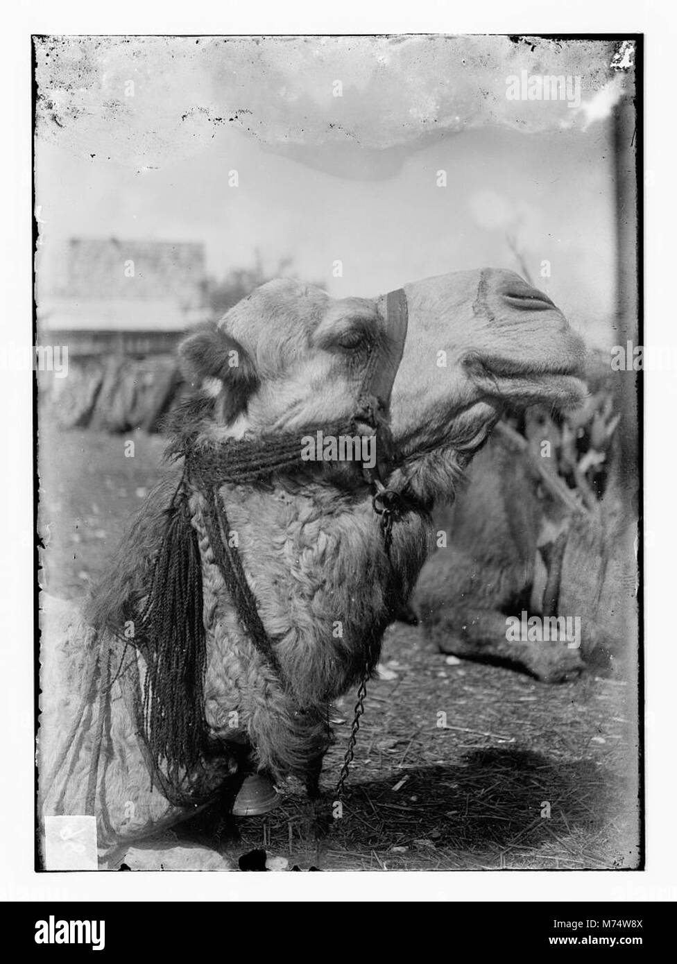 Questa fotografia si concentra sulla testa di un cammello, evidenziandone le caratteristiche distintive e l'aspetto robusto. Il cammello è un animale iconico del deserto, adattato alle condizioni aride. Foto Stock