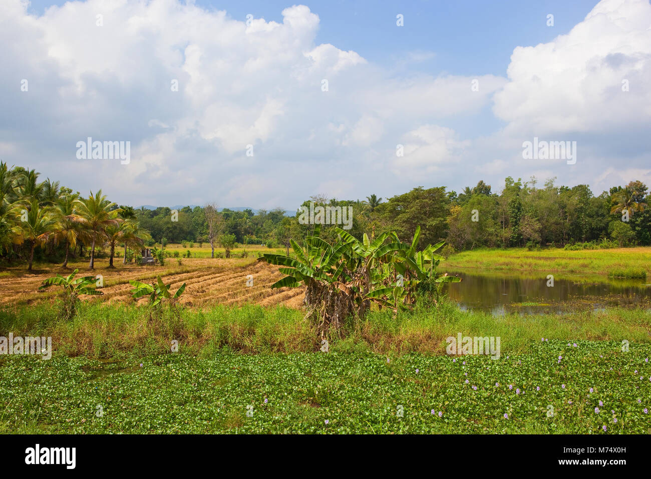 Sri Lanka il paesaggio agricolo con colture di riso alberi di banane e giacinto di acqua vicino bosco sotto un cielo azzurro con soffici nuvole bianche Foto Stock