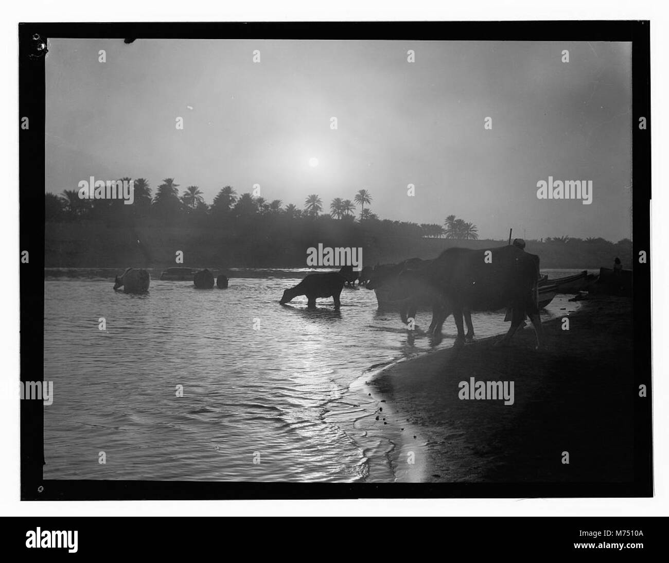 Una tranquilla scena in Iraq, con mucche che pascolano lungo una riva del fiume sotto il soffice bagliore della luna, forse all'alba o al tramonto, catturando un momento di vita rurale. Foto Stock