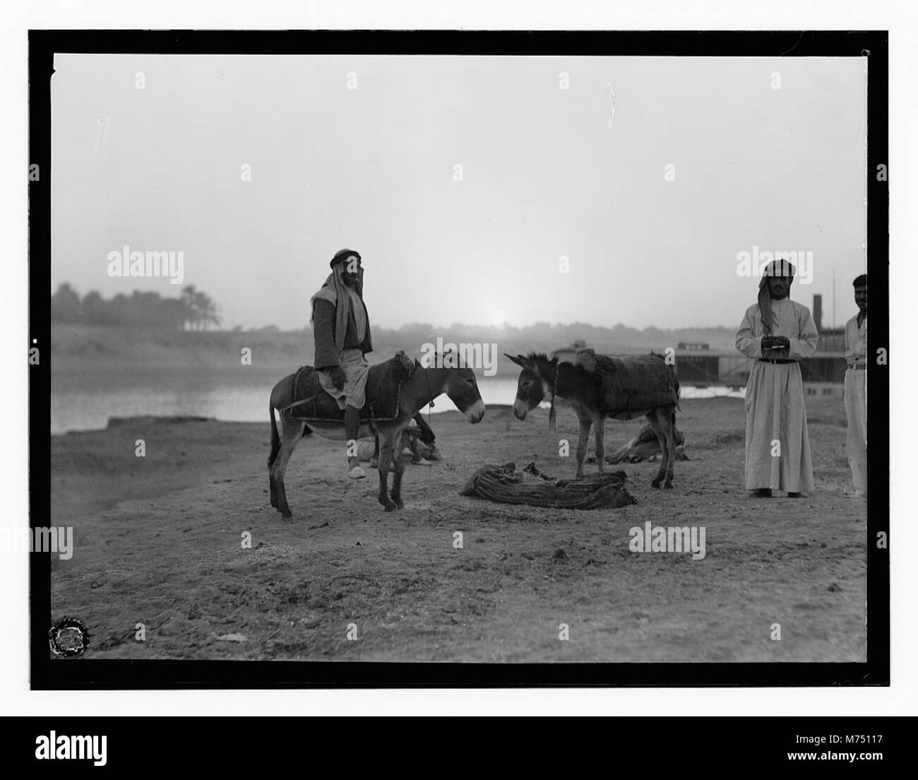Una fotografia che mostra uomini che usano asini in un fiume in Iraq, che mette in evidenza la vita quotidiana e l'uso di animali per il trasporto in un ambiente rurale. Foto Stock