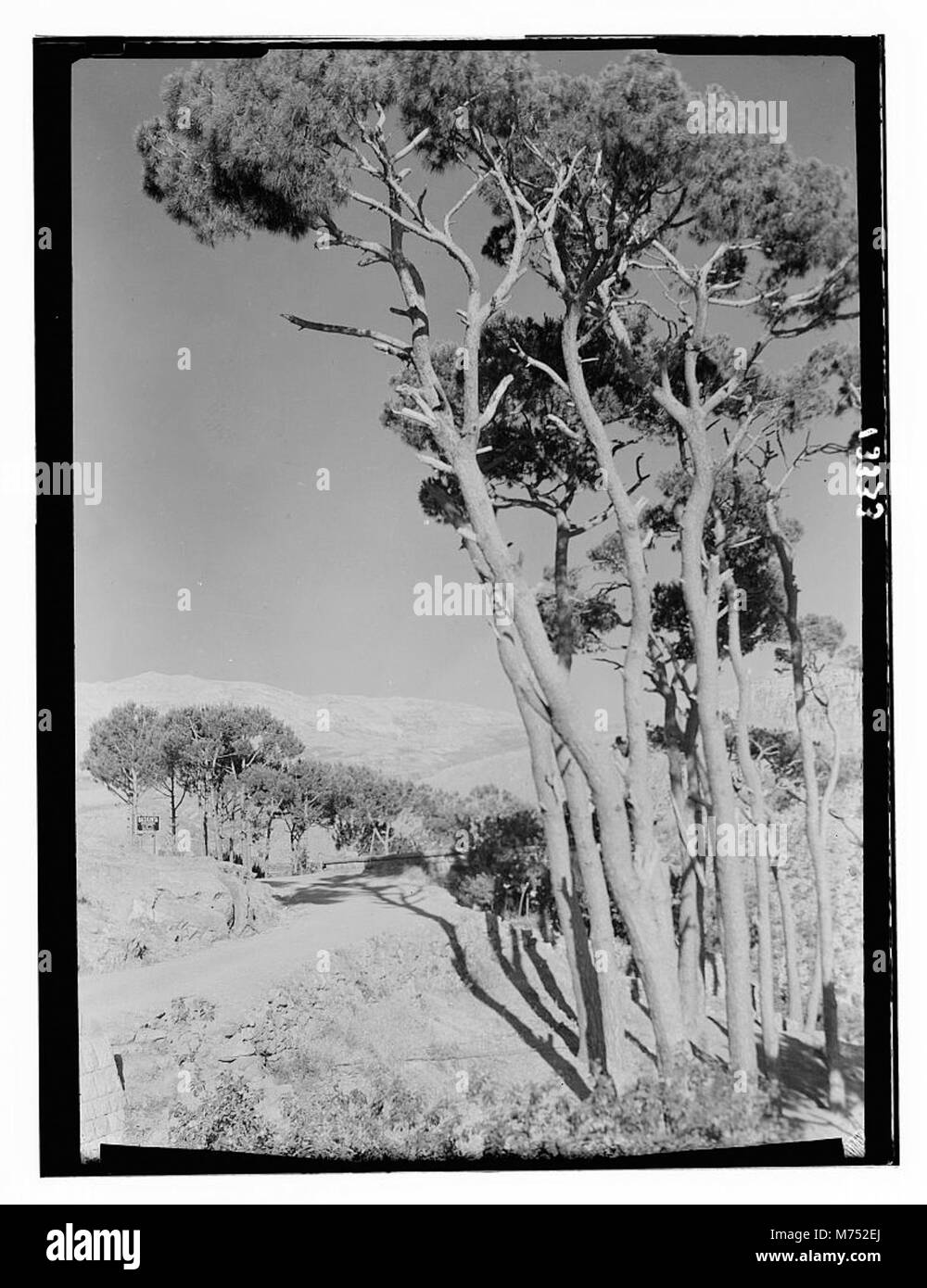 Una fotografia della strada d'ingresso al villaggio di Beskinta e alla regione circostante di Jebel Sunnin, che mostra il paesaggio naturale e il terreno montuoso del Libano. Foto Stock