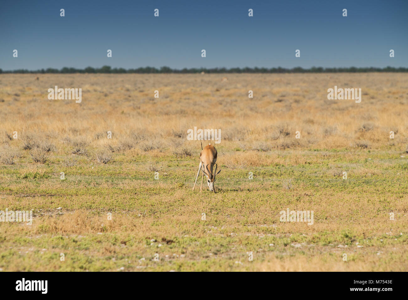 Springbok da mangiare erba sul pane della Namibia. L'Africa. Foto Stock