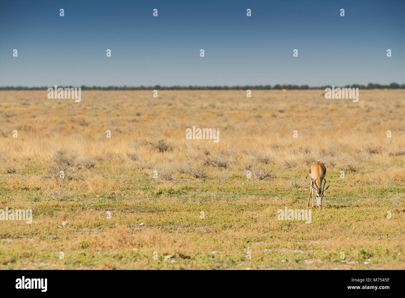 Springbok da mangiare erba sul pane della Namibia. L'Africa. Foto Stock