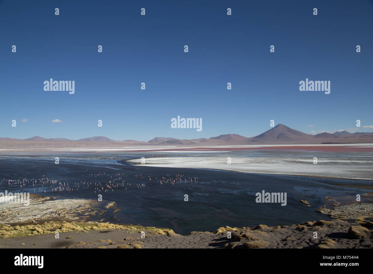 Laguna Colorada in Bolivia Foto Stock