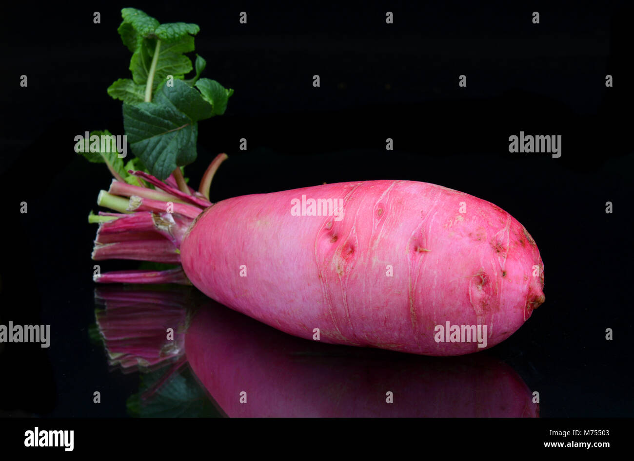 Il fresco di ravanello rosa per cucinare insieme in studio in sfondo nero Foto Stock