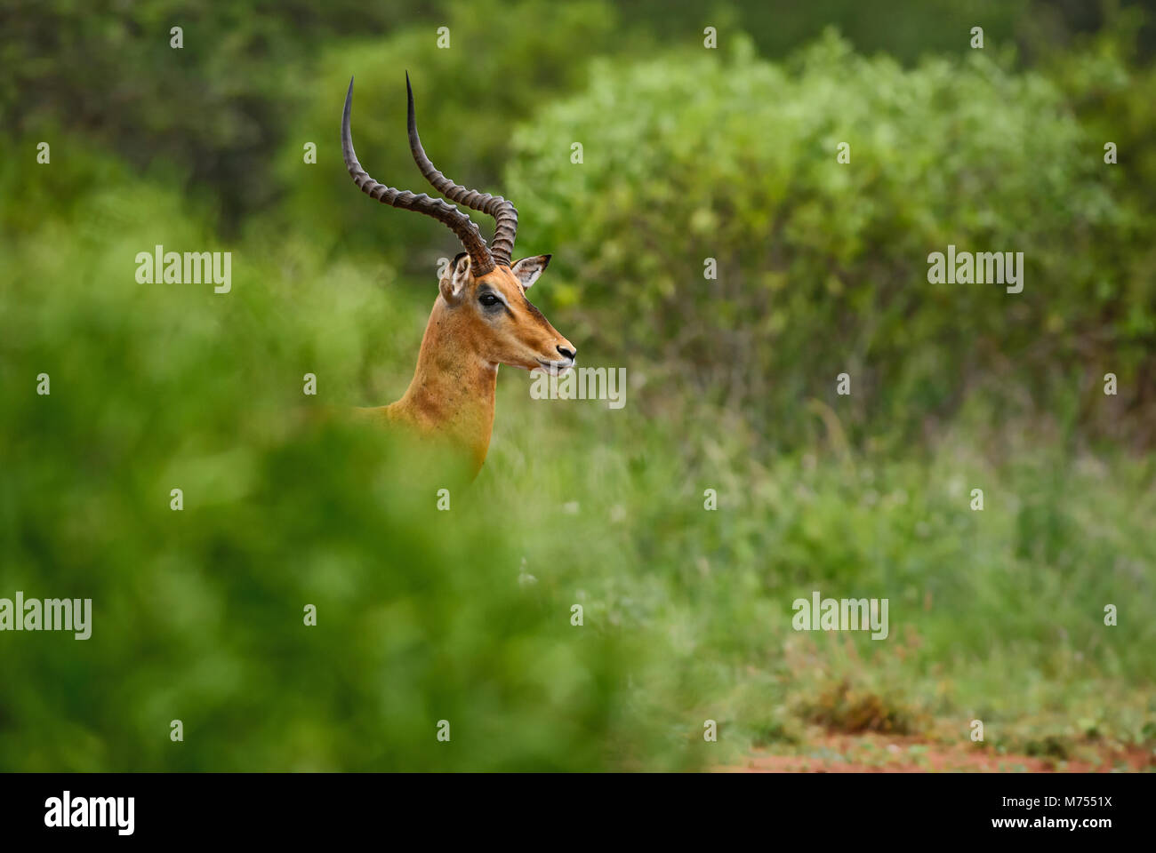 Impala - Aepyceros melampus, piccola antilope veloce dalla savana africana, Tsavo National Park e Taita Hills riserva, Kenya. Foto Stock