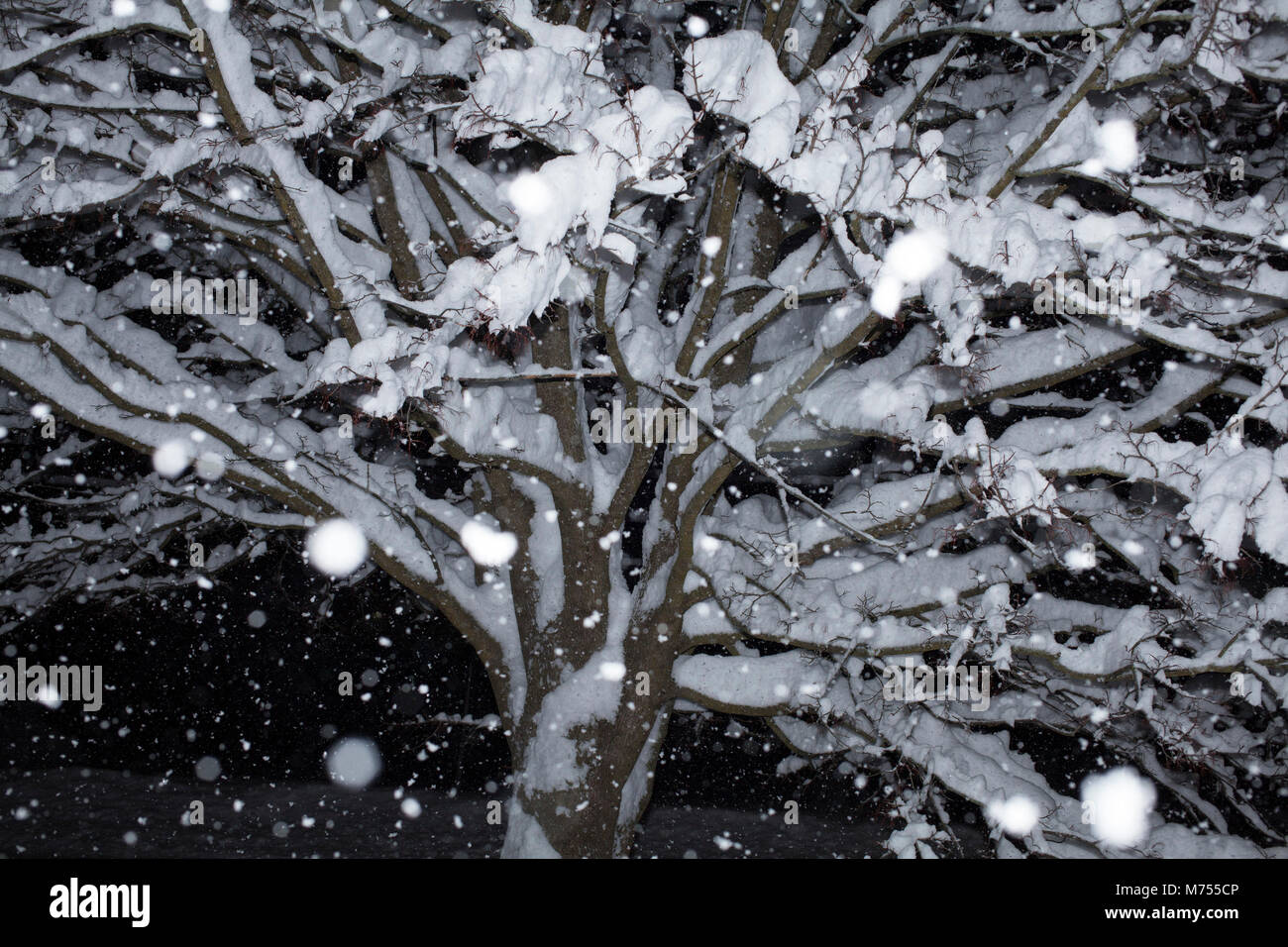 Scena notturna durante una forte tempesta di neve in New England. Foto Stock