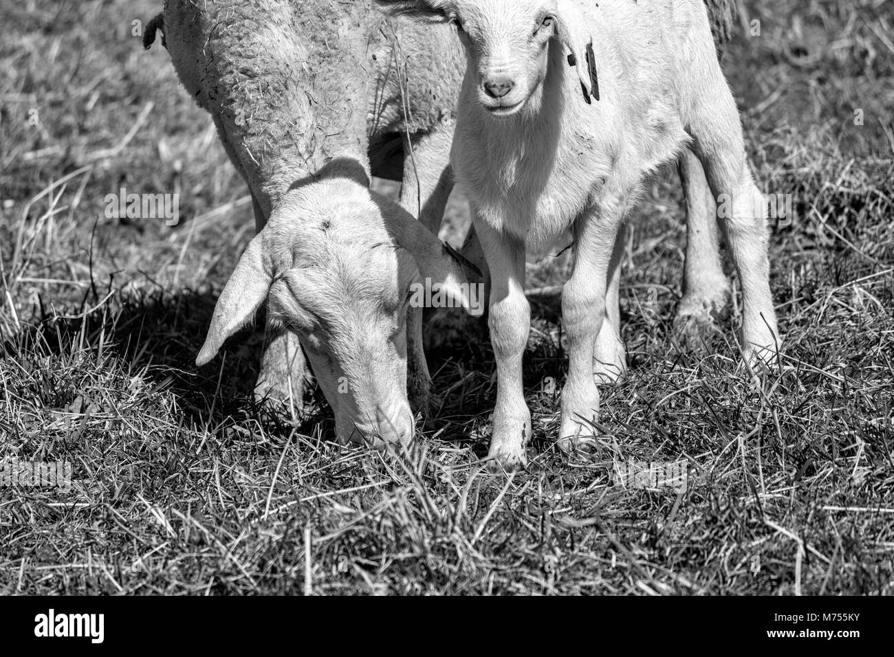 Un agnellino (bianco Dorper) (Ovis aries) guarda la telecamera successiva pascolo di sua madre in un pascolo al Biltmore Estate in Asheville, NC, Stati Uniti d'America Foto Stock