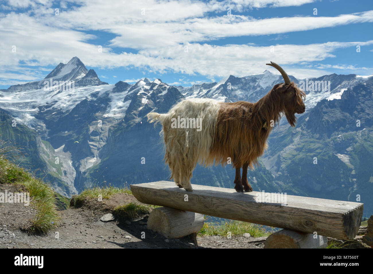 Modello di capra in posa di Alpi Svizzere vicino a Grindelwald prima Foto Stock