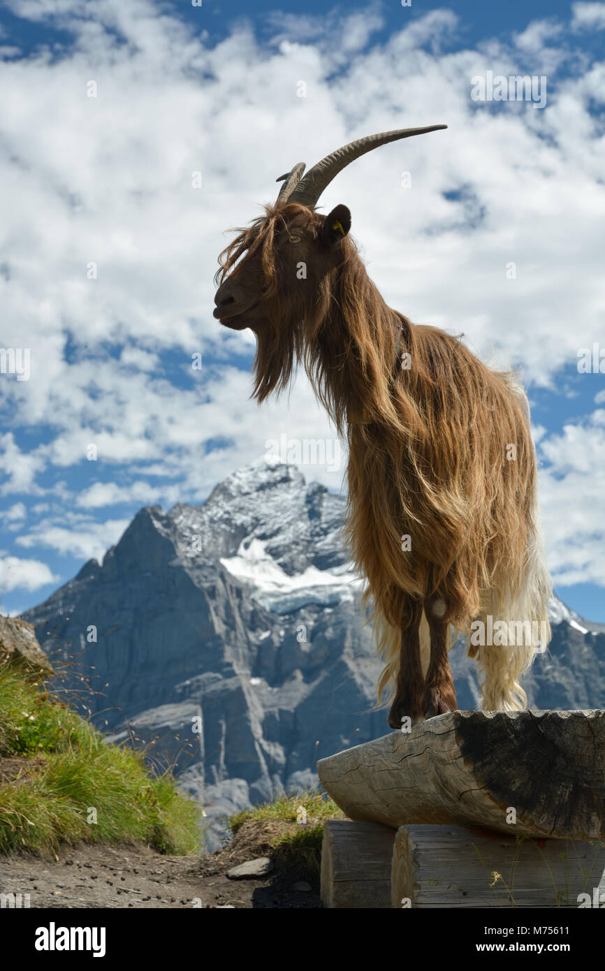 Modello di capra in posa di Alpi Svizzere vicino a Grindelwald prima Foto Stock