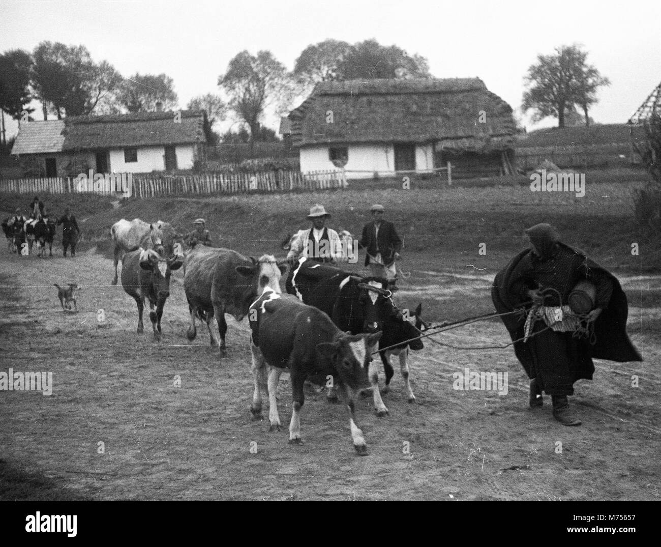 Lviv / Lwow in Polonia (ora Ucraina) 1939 WW2 agricoltori locali durante l'invasione tedesca della Polonia Foto Stock