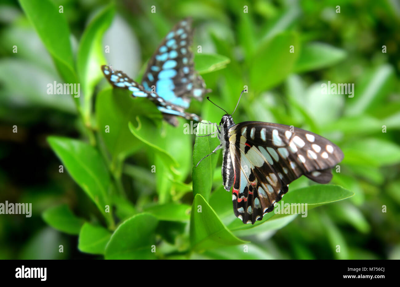 Il comune di jay butterfly sul verde di foglie in outdoor nuvoloso e piovoso illuminazione. Foto Stock