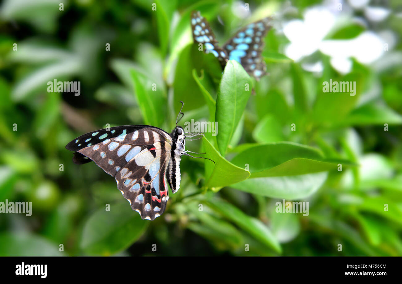 Il comune di jay butterfly sul verde di foglie in outdoor nuvoloso e piovoso illuminazione. Foto Stock