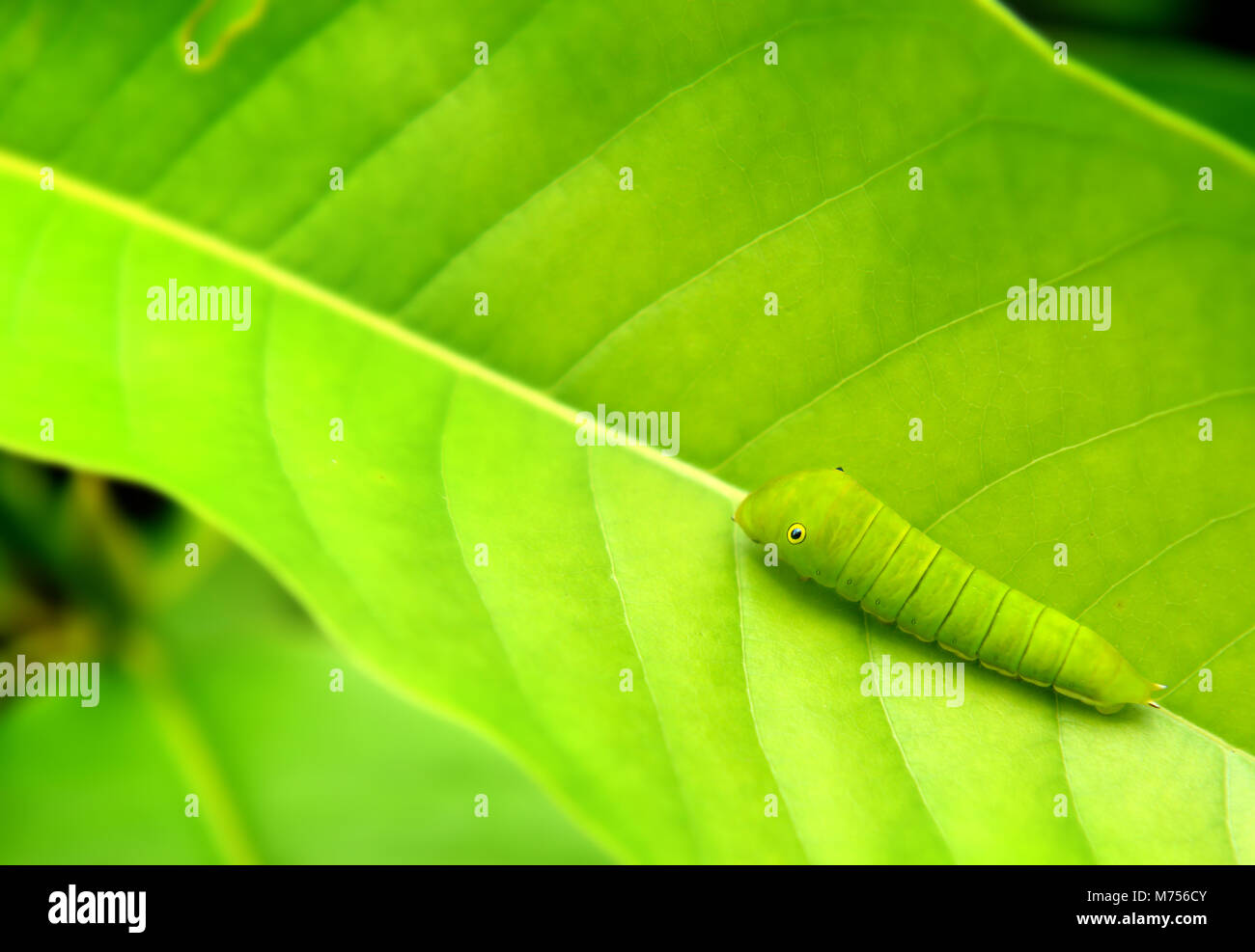 La foglia verde e verde piccolo verme del comune di jay butterfly nel telaio con spazio per il testo in outdoor nuvoloso e piovoso illuminazione. Foto Stock